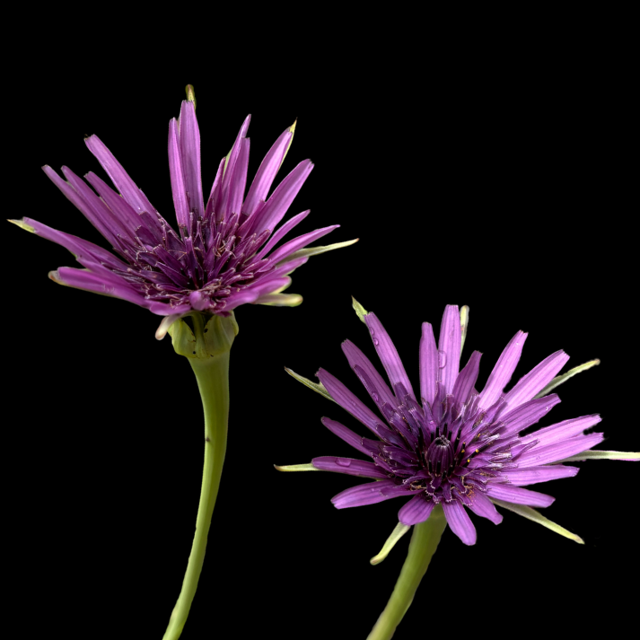 Purple Salsify