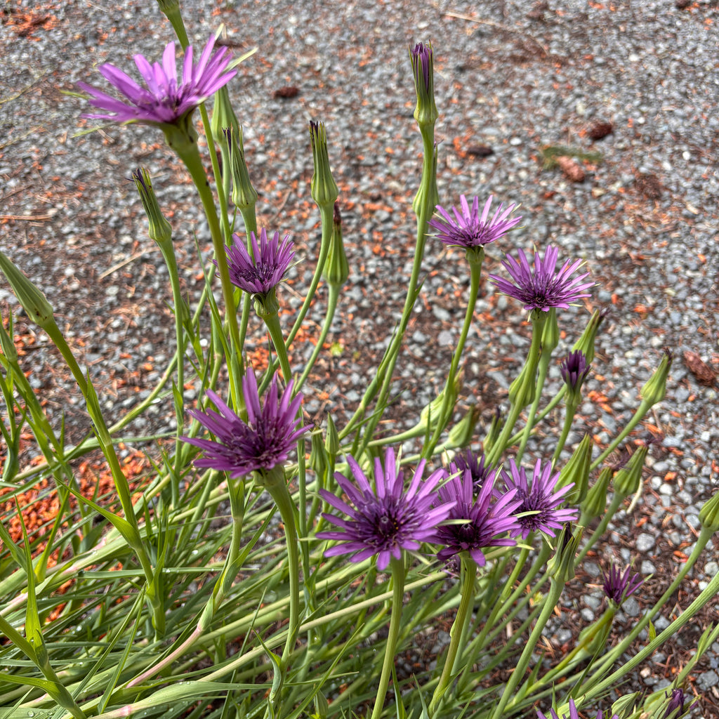 Purple Salsify