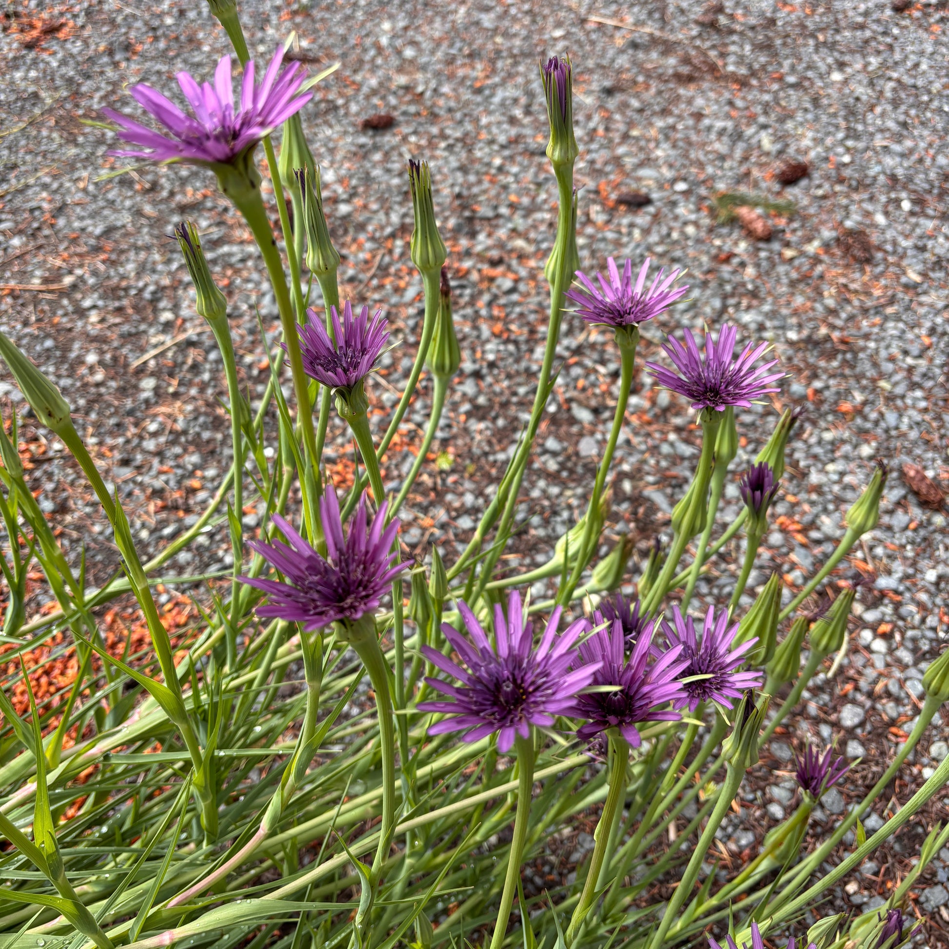 Purple Salsify