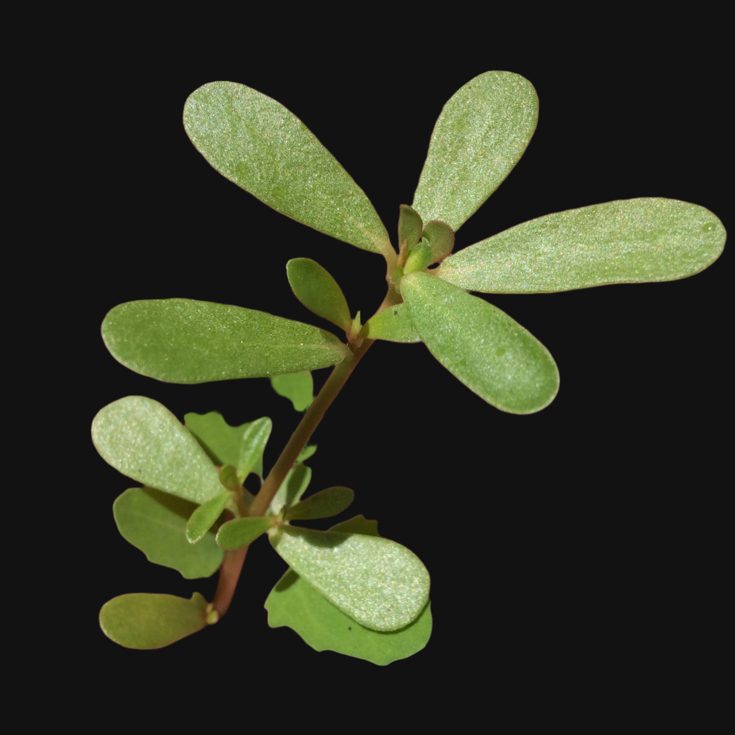 Purslane