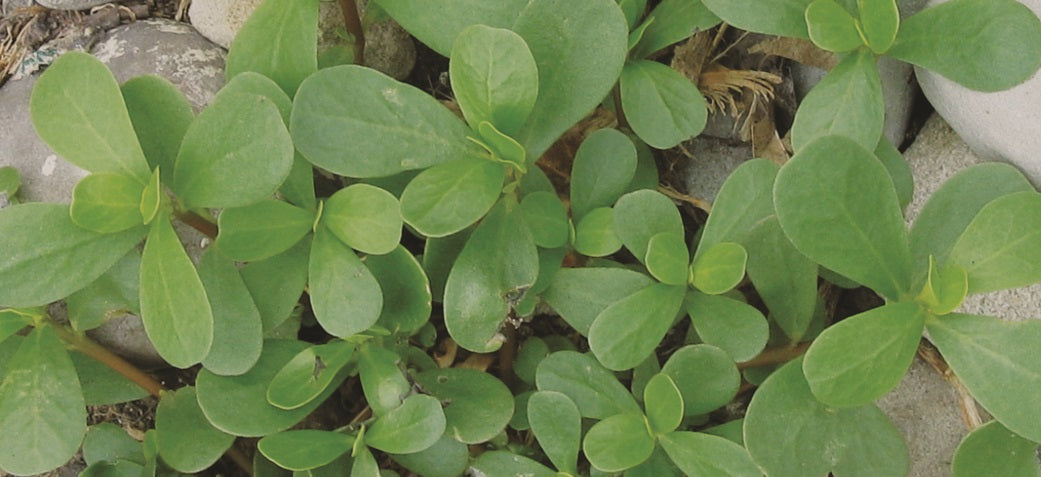 Purslane