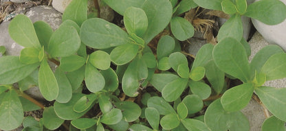 Purslane