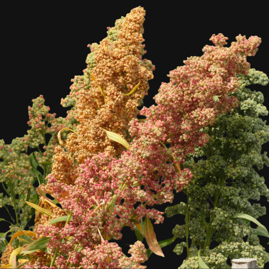 Quinoa
