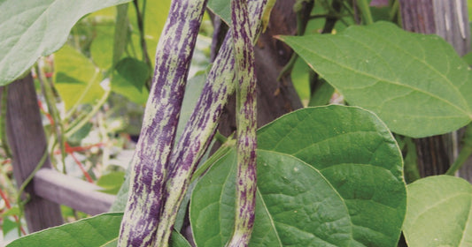 Rattlesnake Pole Bean