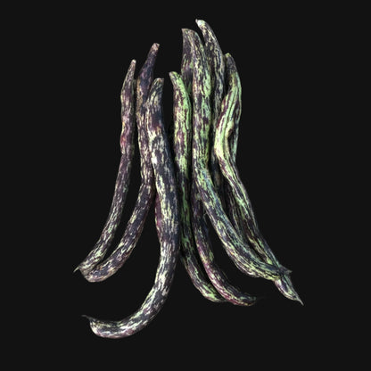 Rattlesnake Pole Bean