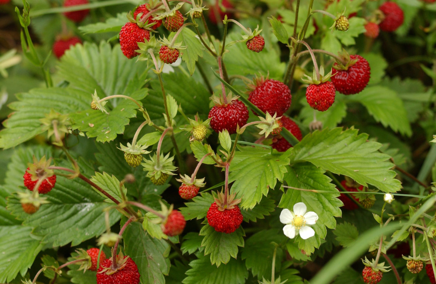 Woodland Strawberry (Red Alpine)