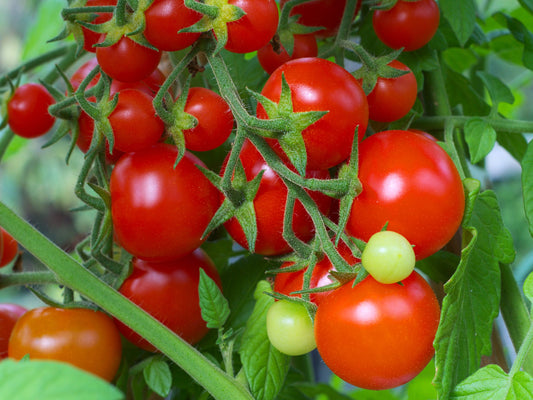 Red Cherry Tomato