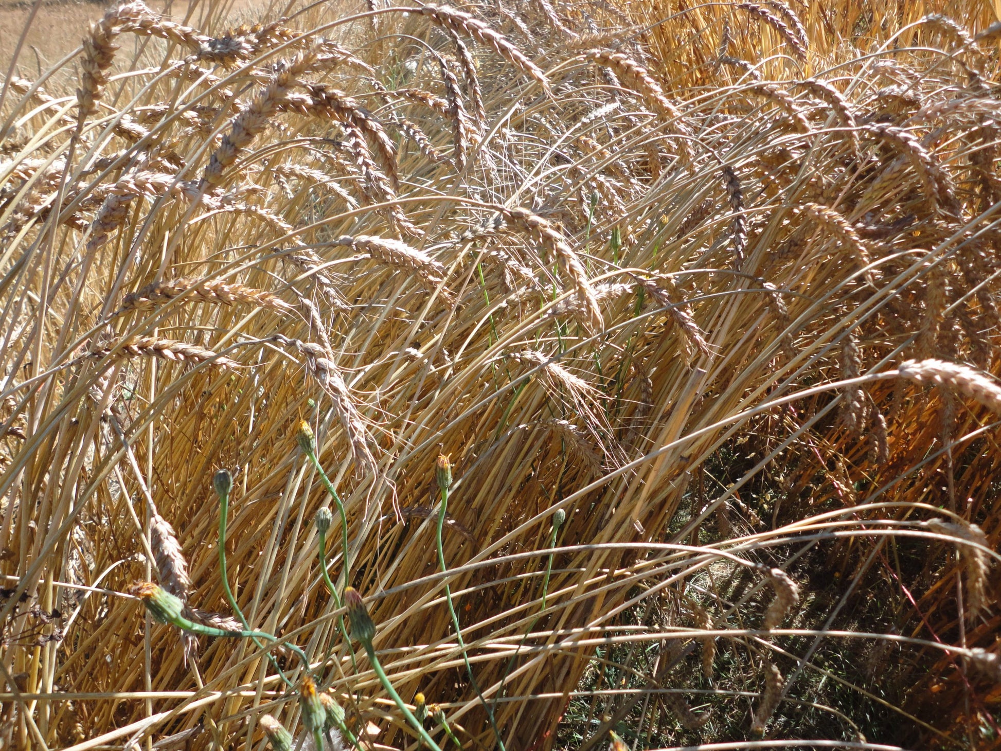 Red Fife Wheat