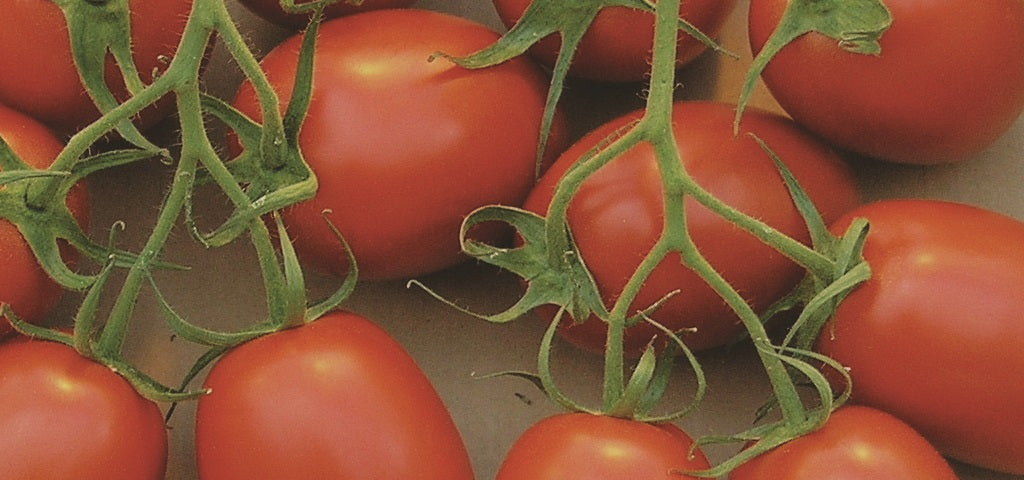 Red Roma Tomato