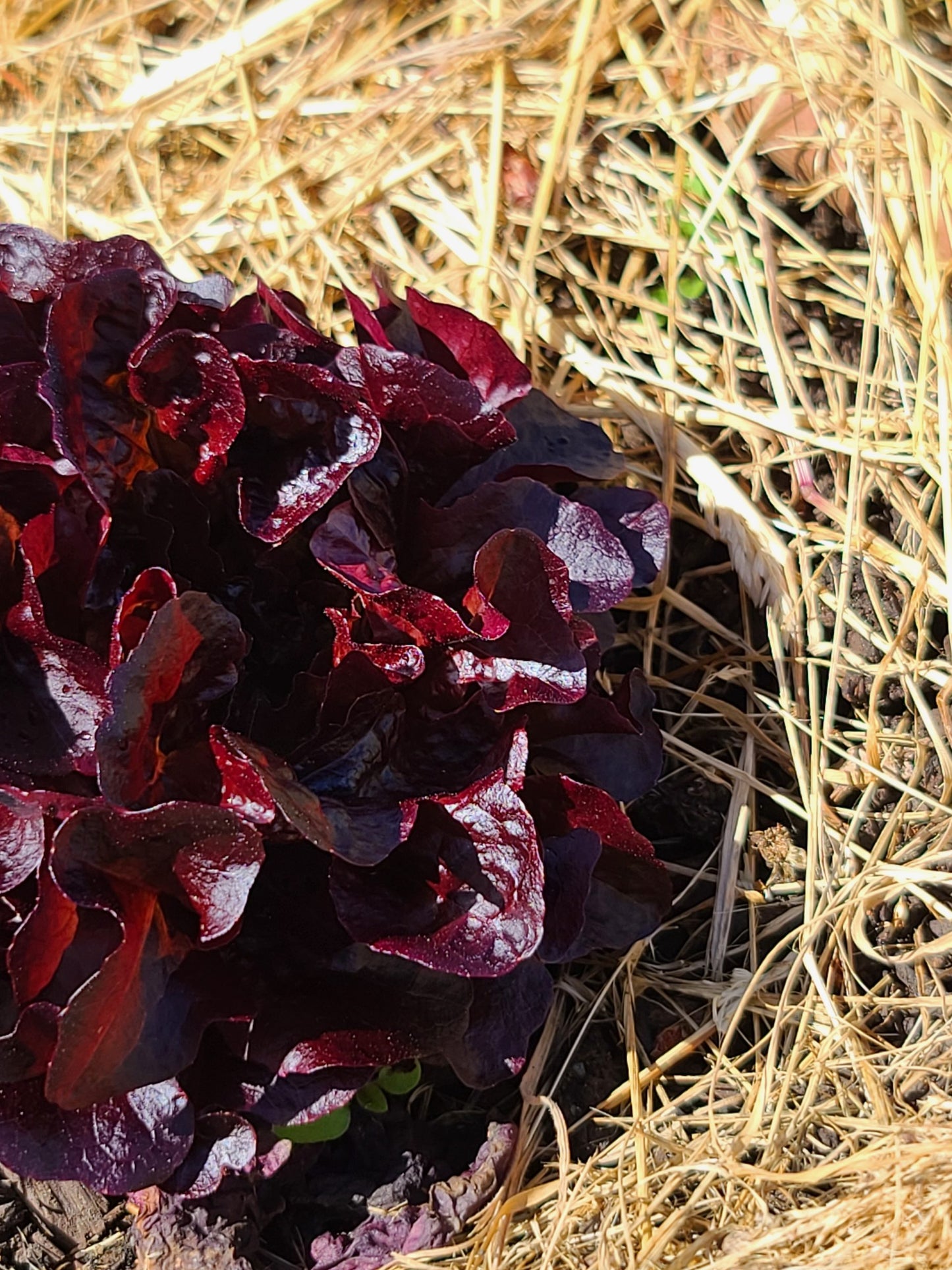 Red Romaine Lettuce