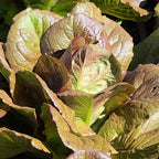 Red Romaine Lettuce