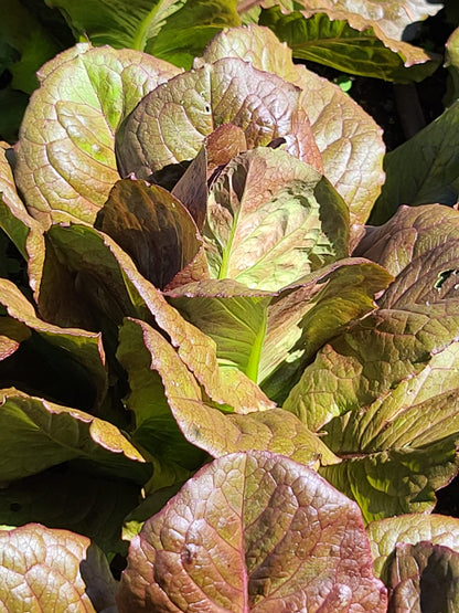 Red Romaine Lettuce