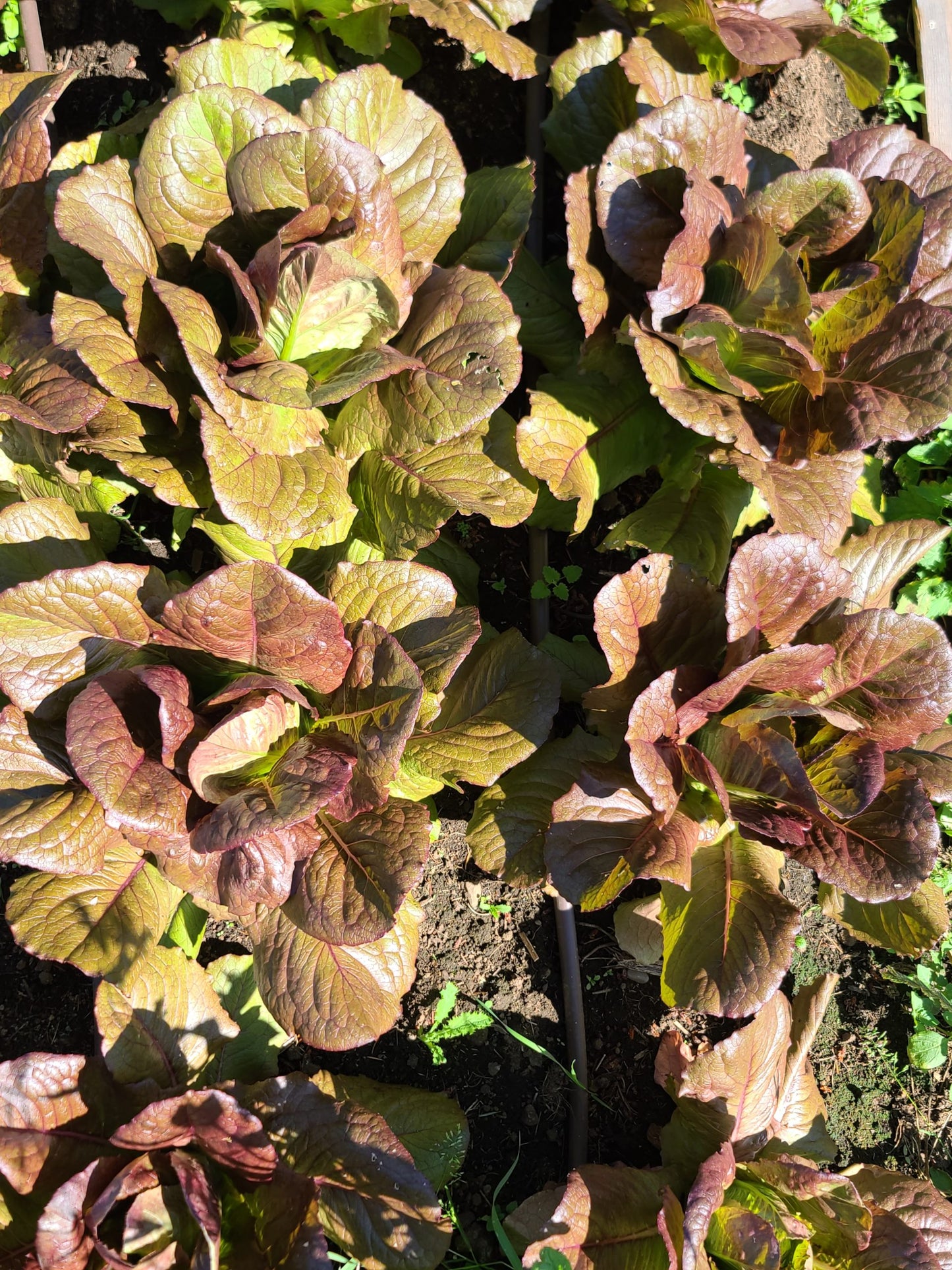 Red Romaine Lettuce