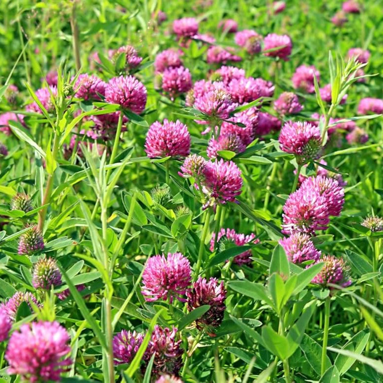 100 Canadian Grown Red Clover Seeds Metchosin Farm 100-canadian-grown-red-clover-seeds-metchosin-farm