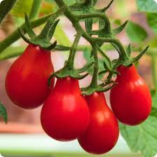 Red Pear Tomato
