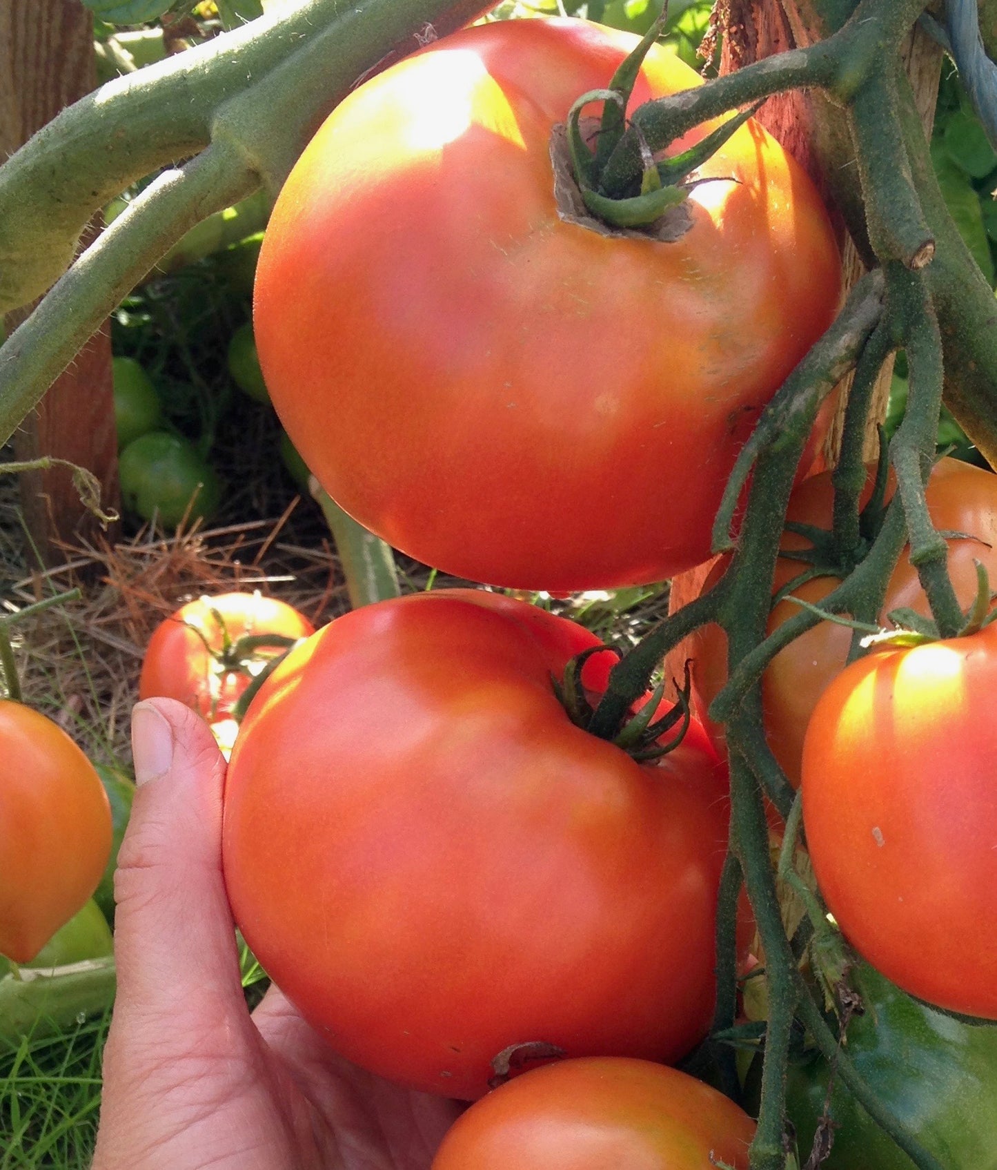 Rocket Tomato