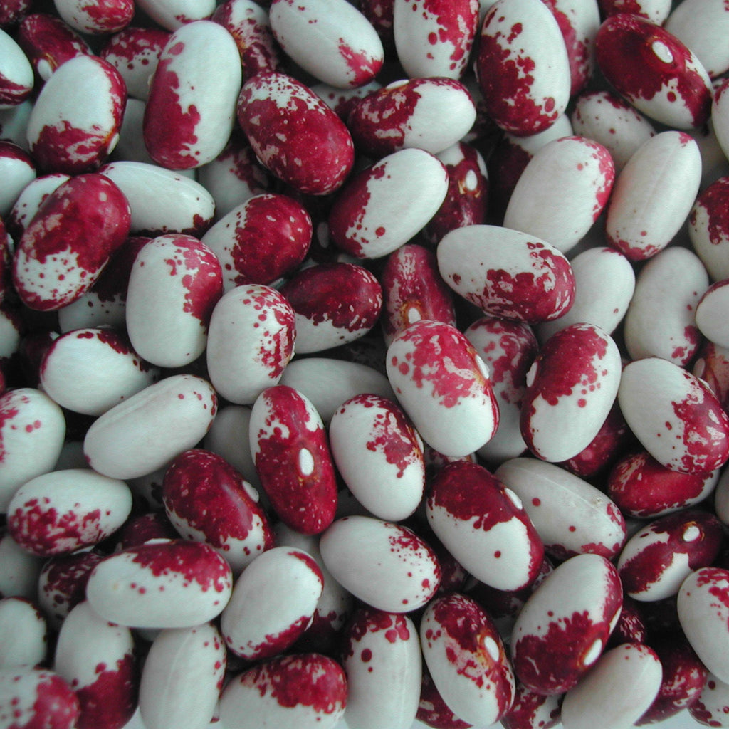 Rockwell Bush Bean