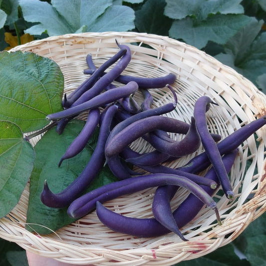 Royal Burgundy Bush Bean