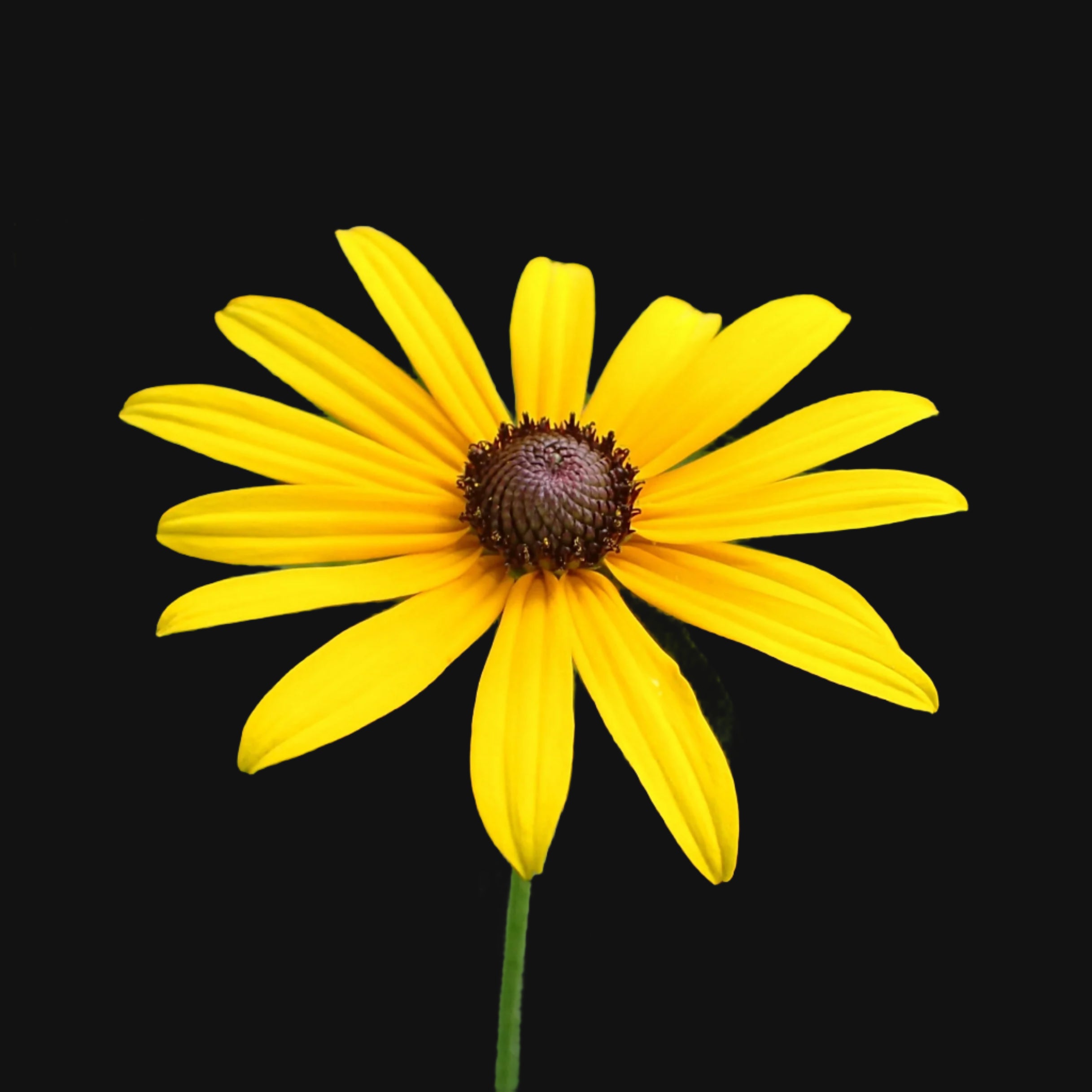 Rudbeckia