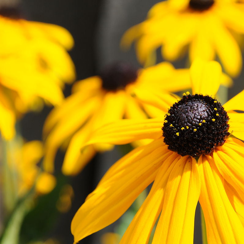 Rudbeckia
