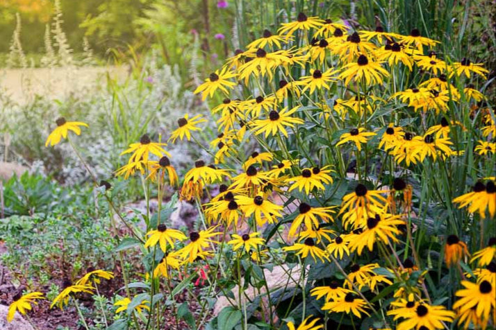 Rudbeckia
