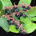 Salal