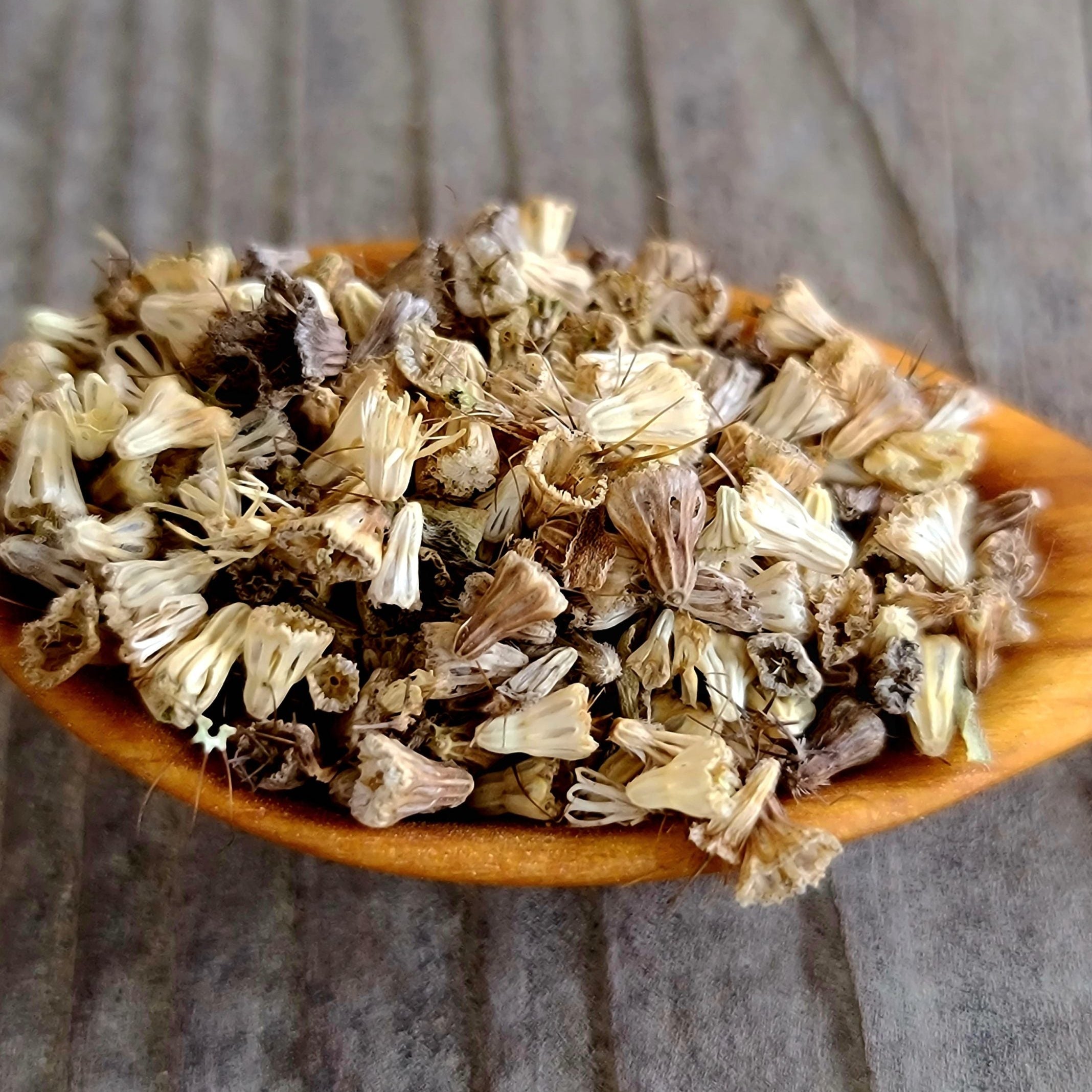 Pin Cushion Flower (Scabiosa) Seeds