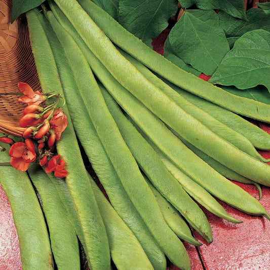 Scarlet Runner Pole Bean