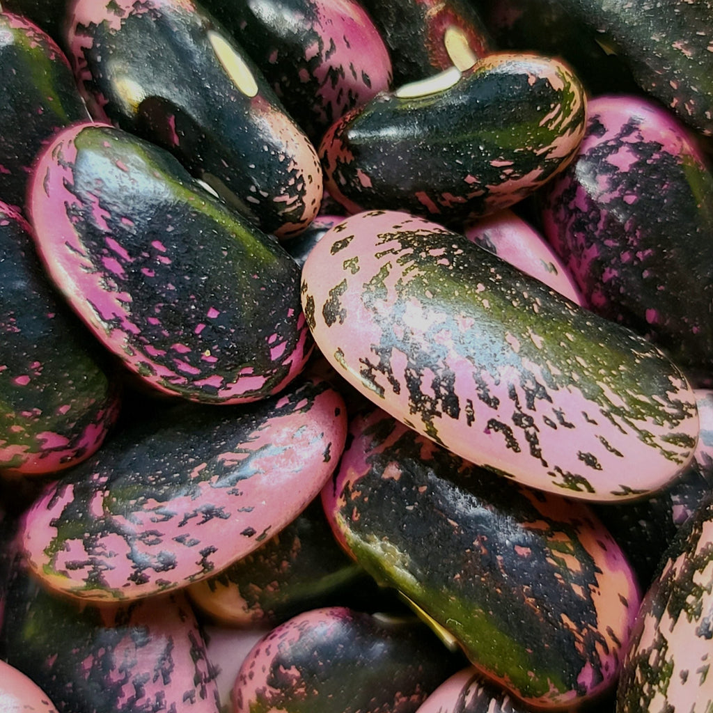 Scarlet Runner Pole Bean Seeds