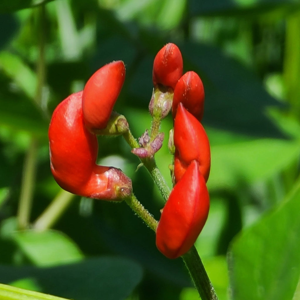 Scarlet Runner Pole Bean Flower