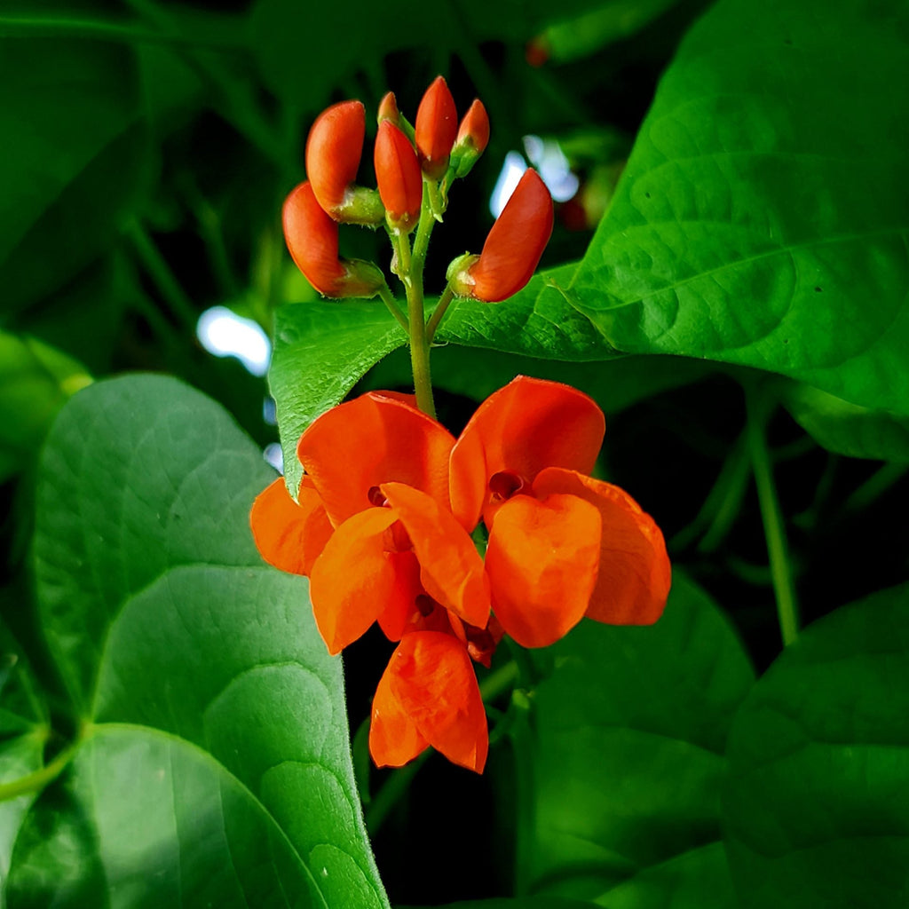Scarlet Runner Pole Bean Flower
