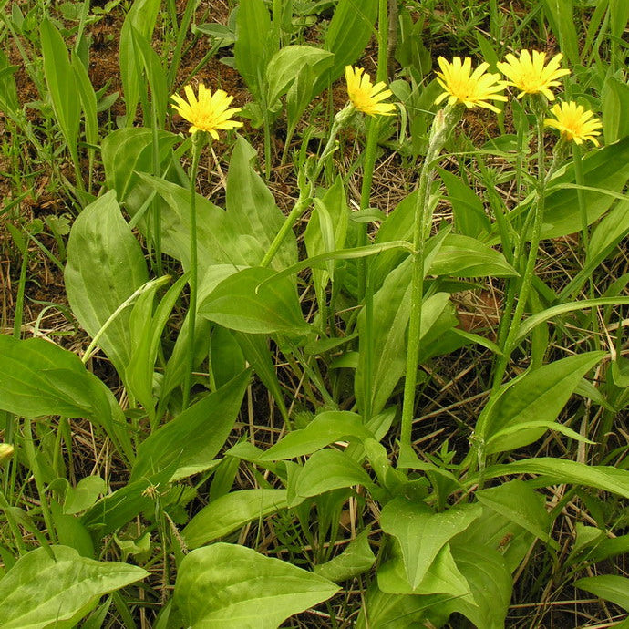 Scorzonera