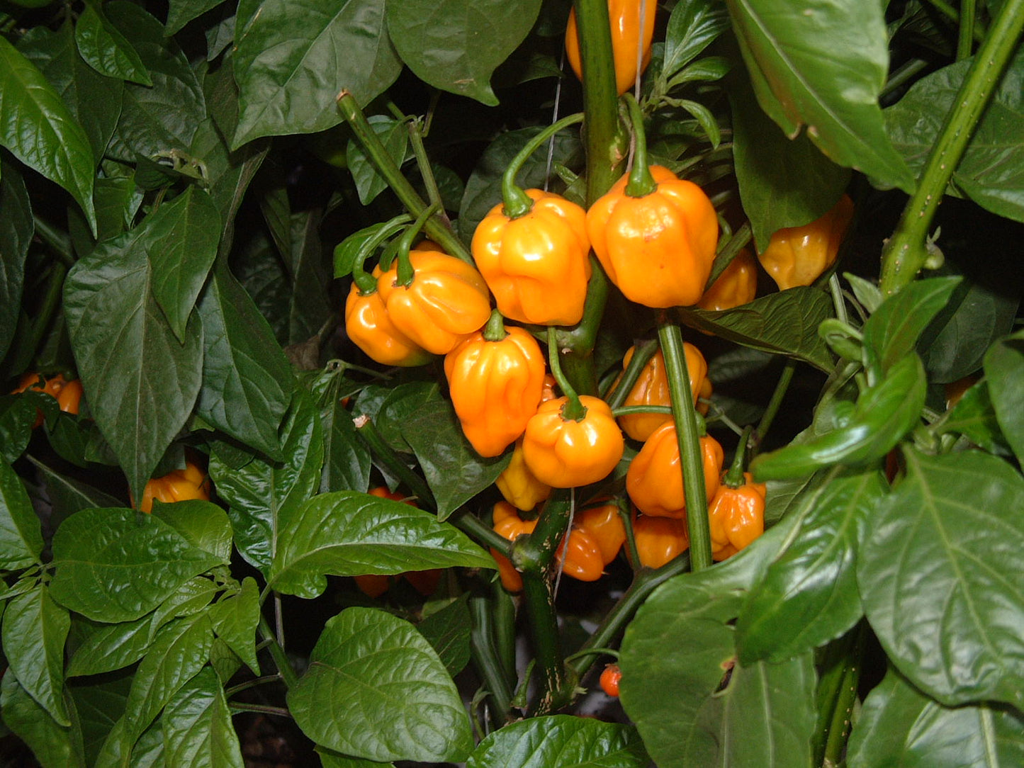 Scotch Bonnet Pepper