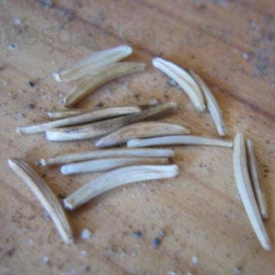 Scorzonera Seeds