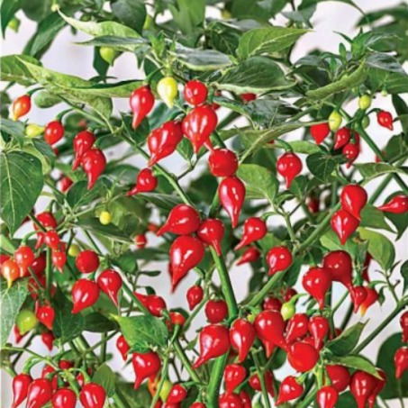 Biquinho (Little Beak) Pepper