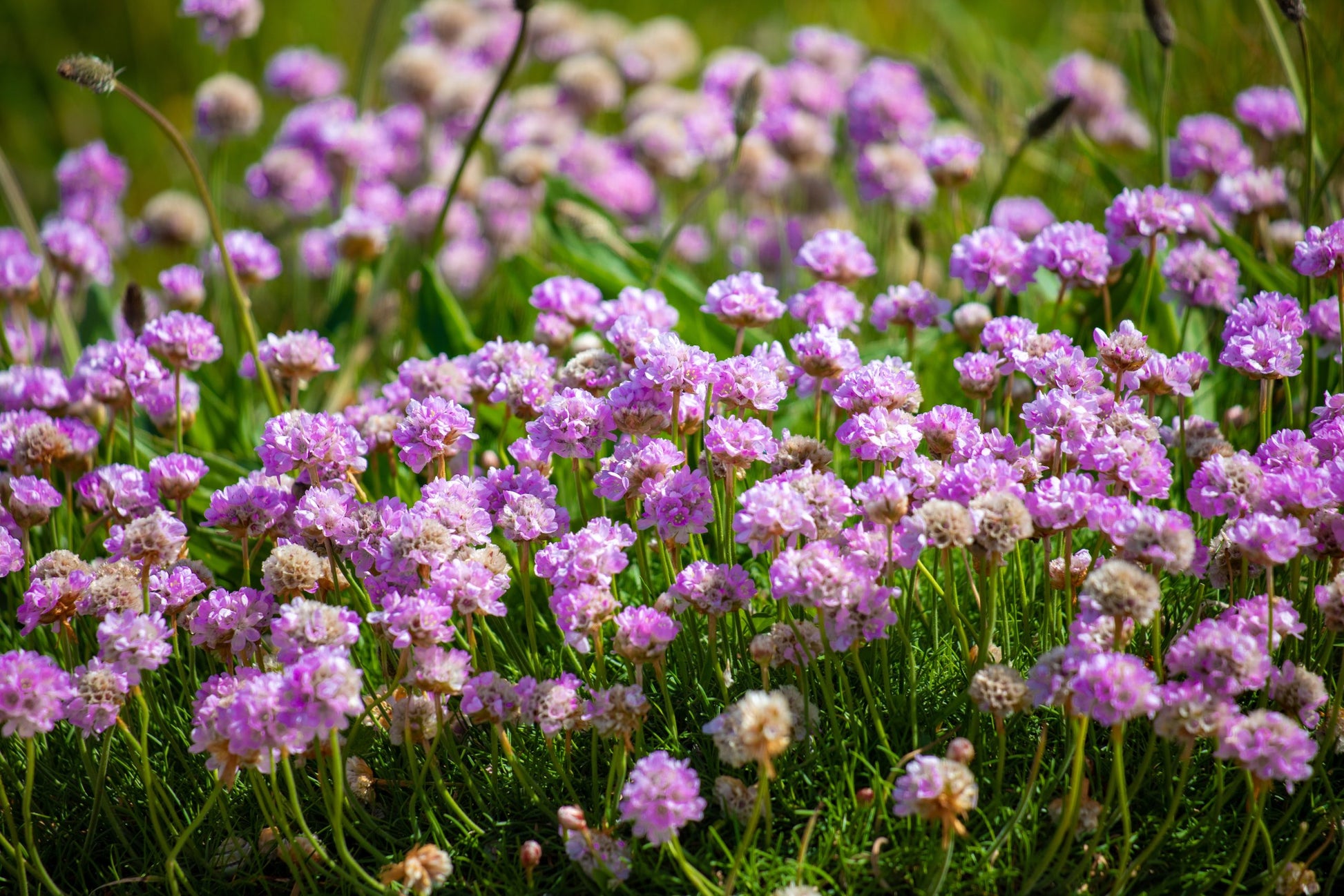 Sea Thrift