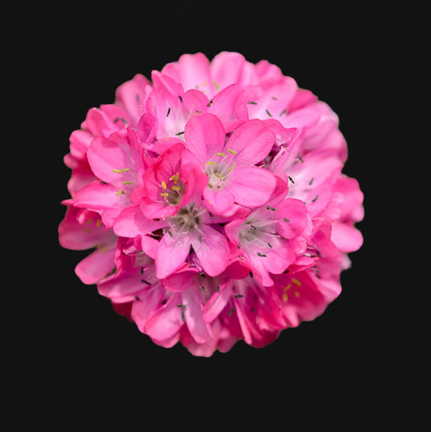 Sea Thrift