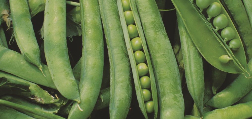 Shelling Pea