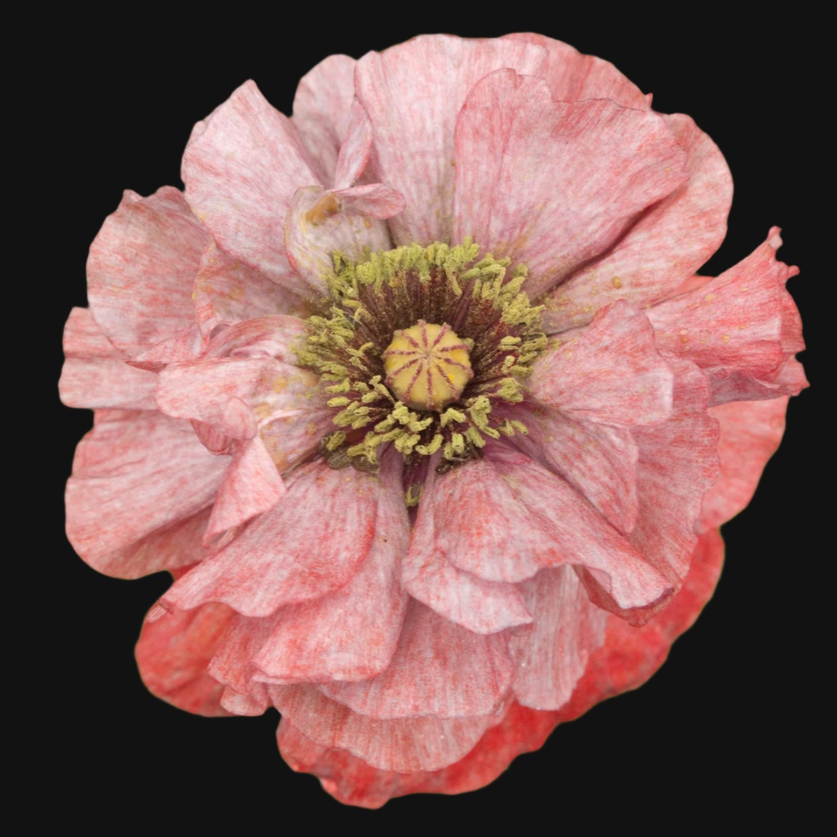 Simley Poppy 100% Canadian Grown Shirley Poppy Seeds – Metchosin Farm
