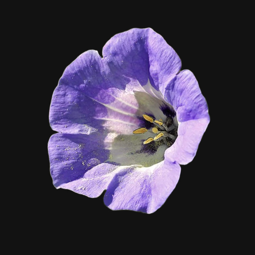 Shoofly/Black Chinese Lantern