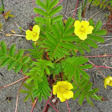 Pacific Silverweed