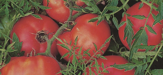 Silvery Fir Tomato