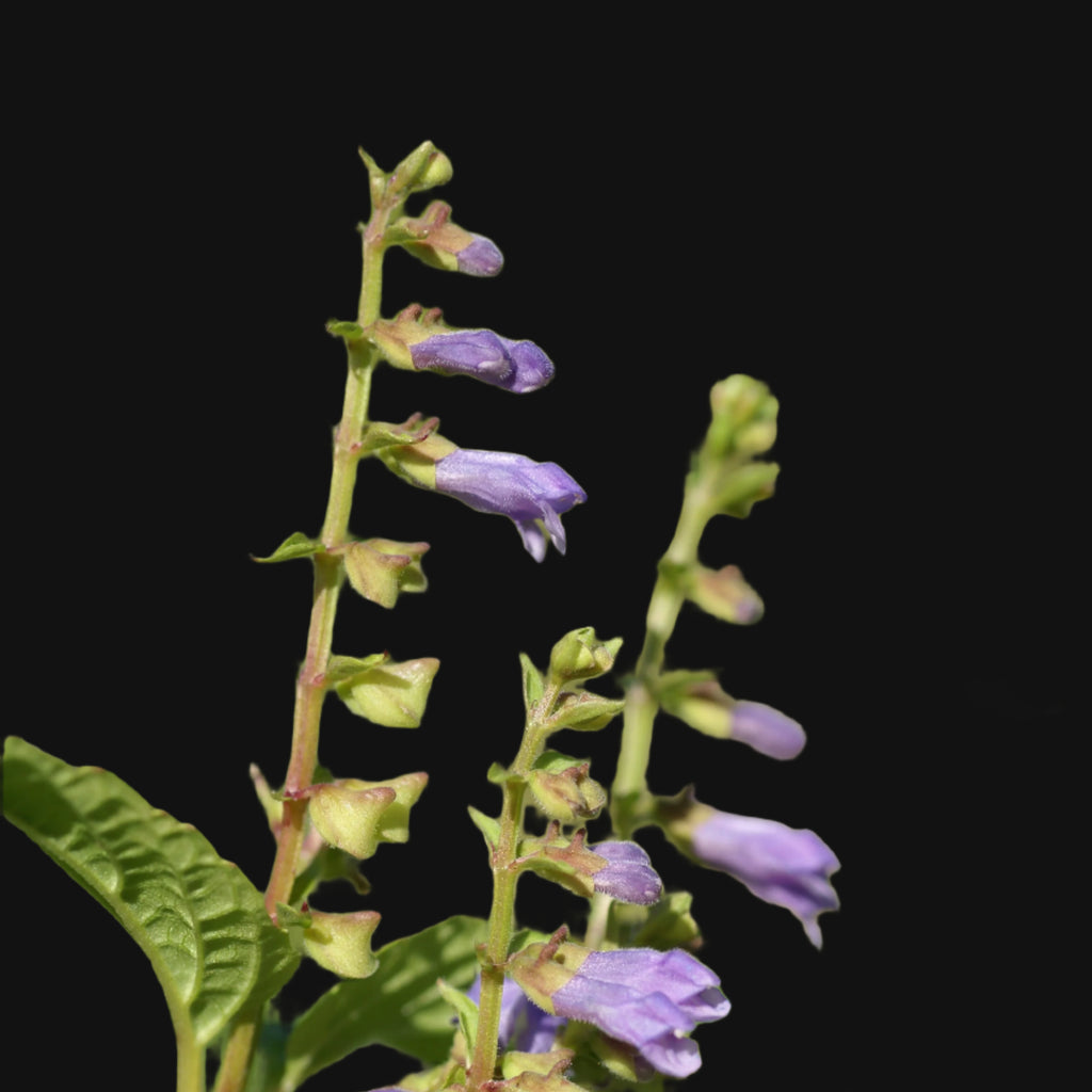 Skull-cap
