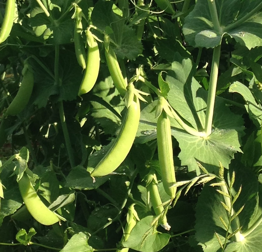 Snap Pea Mix