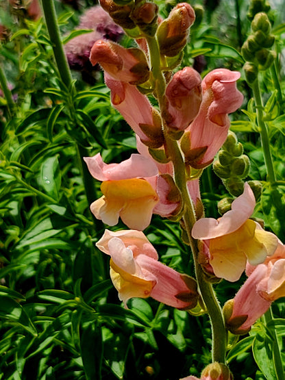 Snapdragon Mix