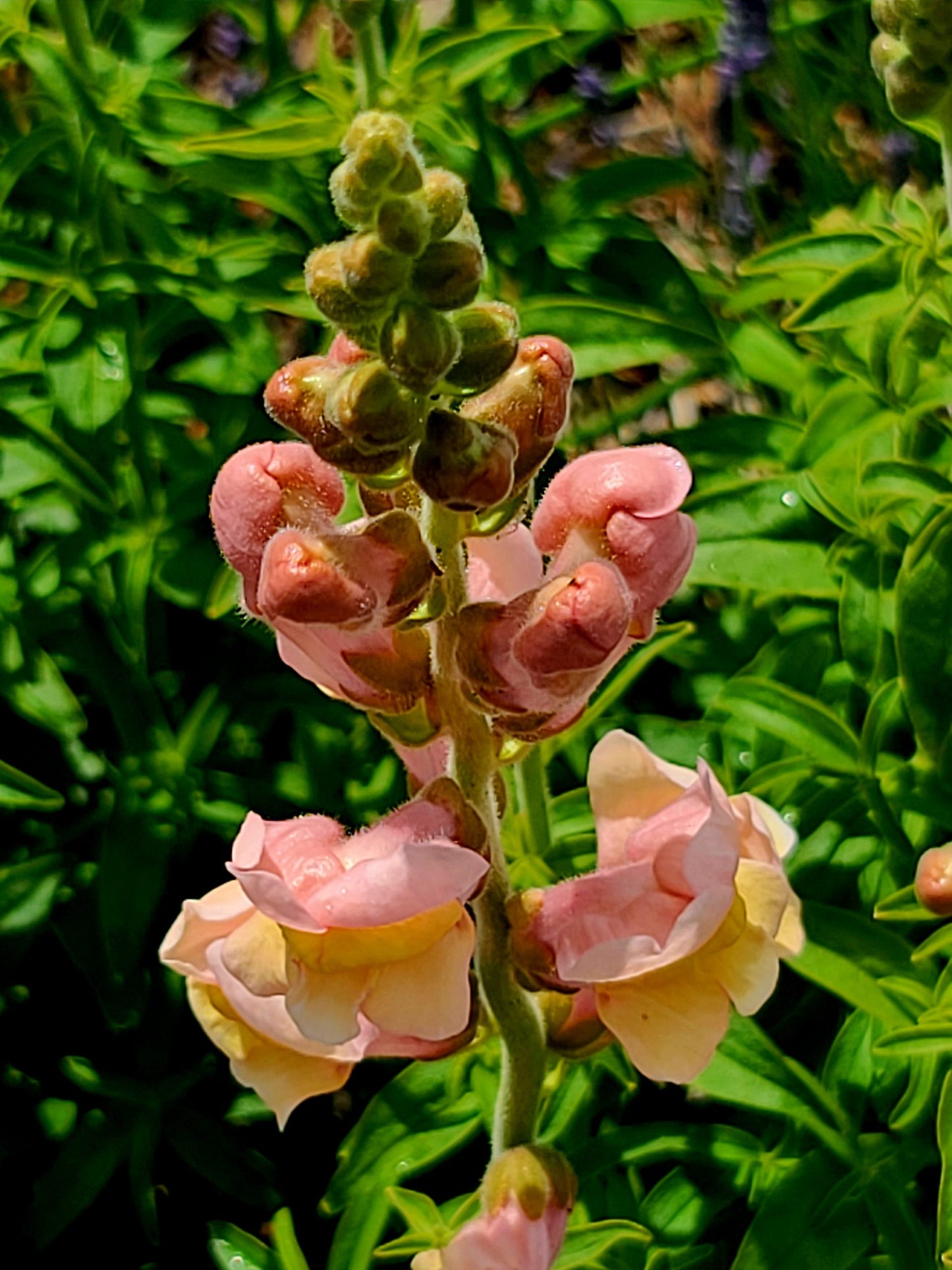 Snapdragon Mix