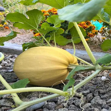 Spaghetti Squash