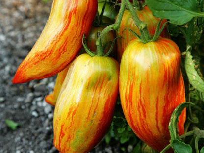 Speckled Roman Tomato