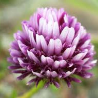 Spring Bank Clover