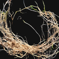 100% Canadian Grown Springbank Clover Root Stock – Metchosin Farm